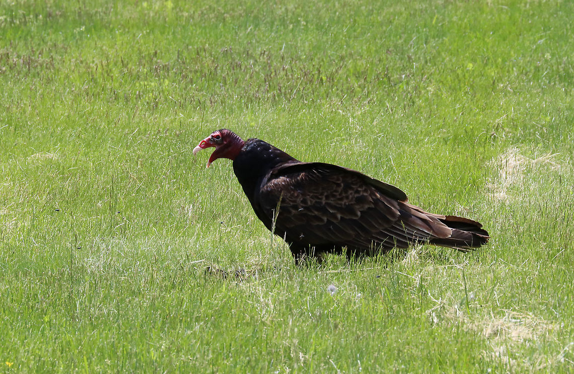 Turkey Vulture (Vomiting) - Cathartes aura I spotted two turkey vultures in a field with a dead critter. The vulture in this photo vomited when I approached! This is a defensive tactic to scare potential predators. They can projectile vomit up to 3 meters!<br />
<br />
Habitat: Open field on the side of the road Cathartes,Cathartes aura,Geotagged,Spring,Turkey vulture,United States,defensive vomiting,vulture