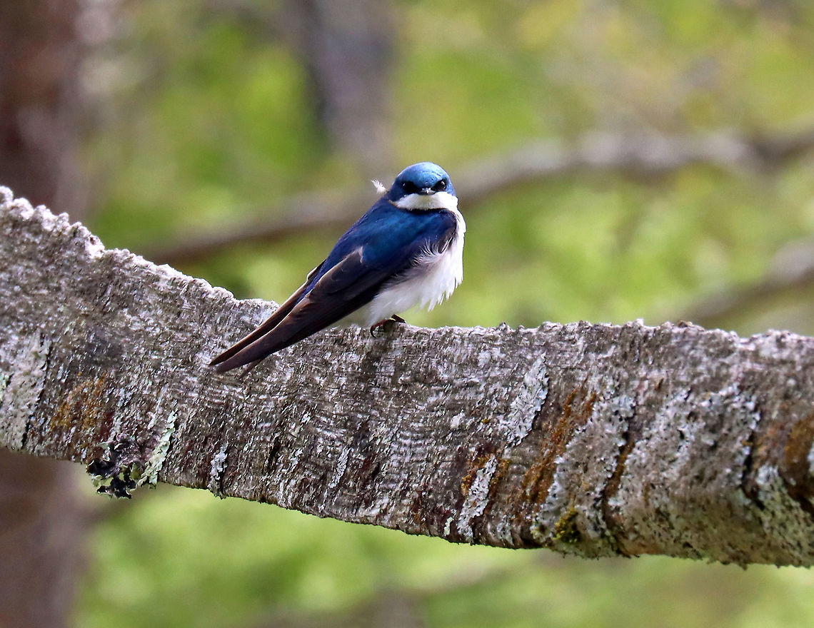 Tree Swallow - Tachycineta bicolor Habitat: Meadow Geotagged,Spring,Tachycineta,Tachycineta bicolor,Tree Swallow,United States,bird,swallow