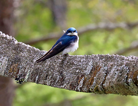 Tree Swallow - Tachycineta bicolor Habitat: Meadow Geotagged,Spring,Tachycineta,Tachycineta bicolor,Tree Swallow,United States,bird,swallow