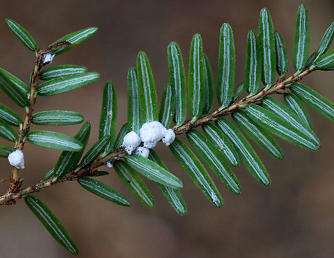 Hemlock Woolly Adelgid (HWA) Ovisacs - Adelges tsugae The white fluffy things at the bases of these hemlock needles are HWA ovisacs. They make the woolly covering to protect themselves and their eggs. There are also some adults along the stem in this photo - they look like black specks outlined in white. I took some home and will get some photos of them under the microscope.

HWAs are invasive insects that feed on hemlock trees, which causes the needles to desiccate and prevents the growth of buds. This prevents new growth and causes tree death within 5-10 years. 

Hemlocks are a keystone species. They provide shade, shelter for animals, they cool the streams that they grow over, help prevent erosion,  and they are a source of food. They are a vital part of the New England forest system. The HWA is a major threat to the health of the trees.

Habitat: Eastern hemlock; Dense, mixed forest
https://www.jungledragon.com/image/114644/hemlock_woolly_adelgids_hwa_-_adelges_tsugae.html
https://www.jungledragon.com/image/114645/hemlock_woolly_adelgids_hwa_-_adelges_tsugae.html

Video of a nymph (crawler):
https://vimeo.com/547720248 Adelges,Adelges tsugae,Geotagged,HWA,Hemlock woolly adelgid,Spring,United States,adelgid,ovisac