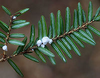 Hemlock Woolly Adelgid (HWA) Ovisacs - Adelges tsugae The white fluffy things at the bases of these hemlock needles are HWA ovisacs. They make the woolly covering to protect themselves and their eggs. There are also some adults along the stem in this photo - they look like black specks outlined in white. I took some home and will get some photos of them under the microscope.<br />
<br />
HWAs are invasive insects that feed on hemlock trees, which causes the needles to desiccate and prevents the growth of buds. This prevents new growth and causes tree death within 5-10 years. <br />
<br />
Hemlocks are a keystone species. They provide shade, shelter for animals, they cool the streams that they grow over, help prevent erosion, and they are a source of food. They are a vital part of the New England forest system. The HWA is a major threat to the health of the trees.<br />
<br />
Habitat: Eastern hemlock; Dense, mixed forest<br />
https://www.jungledragon.com/image/114644/hemlock_woolly_adelgids_hwa_-_adelges_tsugae.html<br />
https://www.jungledragon.com/image/114645/hemlock_woolly_adelgids_hwa_-_adelges_tsugae.html<br />
<br />
Video of a nymph (crawler):<br />
https://vimeo.com/547720248 Adelges,Adelges tsugae,Geotagged,HWA,Hemlock woolly adelgid,Spring,United States,adelgid,ovisac
