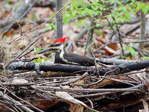 Pileated Woodpecker - Dryocopus pileatus This woodpecker landed near where I was sitting and I watched it for at least 15 minutes as it pecked at a fallen tree.

Habitat: Meadow/forest edge
https://www.jungledragon.com/image/114597/rotting_log_after_being_foraged_by_pileated_woodpecker.html
https://www.jungledragon.com/image/114596/pileated_woodpecker_-_dryocopus_pileatus.html
https://www.jungledragon.com/image/114598/pileated_woodpecker_-_dryocopus_pileatus.html
https://www.jungledragon.com/image/114599/pileated_woodpecker_-_dryocopus_pileatus.html
https://vimeo.com/547621886
 Dryocopus,Dryocopus pileatus,Geotagged,Pileated Woodpecker,Spring,United States,woodpecker