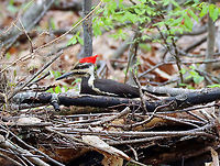 Pileated Woodpecker - Dryocopus pileatus This woodpecker landed near where I was sitting and I watched it for at least 15 minutes as it pecked at a fallen tree.<br />
<br />
Habitat: Meadow/forest edge<br />
https://www.jungledragon.com/image/114597/rotting_log_after_being_foraged_by_pileated_woodpecker.html<br />
https://www.jungledragon.com/image/114596/pileated_woodpecker_-_dryocopus_pileatus.html<br />
https://www.jungledragon.com/image/114598/pileated_woodpecker_-_dryocopus_pileatus.html<br />
https://www.jungledragon.com/image/114599/pileated_woodpecker_-_dryocopus_pileatus.html<br />
https://vimeo.com/547621886<br />
 Dryocopus,Dryocopus pileatus,Geotagged,Pileated Woodpecker,Spring,United States,woodpecker