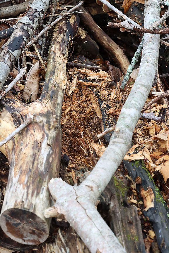 Rotting Log after Being Foraged by Pileated Woodpecker Here&#039;s what the woodpecker was pecking...<br />
<br />
Habitat: Meadow/forest edge<br />
<figure class="photo"><a href="https://www.jungledragon.com/image/114596/pileated_woodpecker_-_dryocopus_pileatus.html" title="Pileated Woodpecker - Dryocopus pileatus"><img src="https://s3.amazonaws.com/media.jungledragon.com/images/3232/114596_thumb.jpg?AWSAccessKeyId=05GMT0V3GWVNE7GGM1R2&Expires=1759968010&Signature=mKe5J1XPbYG3hBXZ%2FTjS2BoNaXc%3D" width="200" height="152" alt="Pileated Woodpecker - Dryocopus pileatus This woodpecker landed near where I was sitting and I watched it for at least 15 minutes as it pecked at a fallen tree.<br />
<br />
Habitat: Meadow/forest edge<br />
https://www.jungledragon.com/image/114597/rotting_log_after_being_foraged_by_pileated_woodpecker.html<br />
https://www.jungledragon.com/image/114596/pileated_woodpecker_-_dryocopus_pileatus.html<br />
https://www.jungledragon.com/image/114598/pileated_woodpecker_-_dryocopus_pileatus.html<br />
https://www.jungledragon.com/image/114599/pileated_woodpecker_-_dryocopus_pileatus.html<br />
https://vimeo.com/547621886<br />
 Dryocopus,Dryocopus pileatus,Geotagged,Pileated Woodpecker,Spring,United States,woodpecker" /></a></figure><br />
<figure class="photo"><a href="https://www.jungledragon.com/image/114598/pileated_woodpecker_-_dryocopus_pileatus.html" title="Pileated Woodpecker - Dryocopus pileatus"><img src="https://s3.amazonaws.com/media.jungledragon.com/images/3232/114598_thumb.jpg?AWSAccessKeyId=05GMT0V3GWVNE7GGM1R2&Expires=1759968010&Signature=DZu7bReGKxbhGHUAe%2FRmpdbGBAU%3D" width="200" height="142" alt="Pileated Woodpecker - Dryocopus pileatus This woodpecker landed near where I was sitting and I watched it for at least 15 minutes as it pecked at a fallen tree.<br />
<br />
Habitat: Meadow/forest edge<br />
https://www.jungledragon.com/image/114597/rotting_log_after_being_foraged_by_pileated_woodpecker.html<br />
https://www.jungledragon.com/image/114596/pileated_woodpecker_-_dryocopus_pileatus.html<br />
https://www.jungledragon.com/image/114598/pileated_woodpecker_-_dryocopus_pileatus.html<br />
https://www.jungledragon.com/image/114599/pileated_woodpecker_-_dryocopus_pileatus.html<br />
https://vimeo.com/547621886 Dryocopus pileatus,Geotagged,Pileated Woodpecker,Spring,United States" /></a></figure><br />
<figure class="photo"><a href="https://www.jungledragon.com/image/114599/pileated_woodpecker_-_dryocopus_pileatus.html" title="Pileated Woodpecker - Dryocopus pileatus"><img src="https://s3.amazonaws.com/media.jungledragon.com/images/3232/114599_thumb.jpg?AWSAccessKeyId=05GMT0V3GWVNE7GGM1R2&Expires=1759968010&Signature=uClshS7ggiS8rDZ4UvlVnhHt0CA%3D" width="200" height="140" alt="Pileated Woodpecker - Dryocopus pileatus This woodpecker landed near where I was sitting and I watched it for at least 15 minutes as it pecked at a fallen tree.<br />
<br />
Habitat: Meadow/forest edge<br />
<br />
https://www.jungledragon.com/image/114597/rotting_log_after_being_foraged_by_pileated_woodpecker.html<br />
https://www.jungledragon.com/image/114596/pileated_woodpecker_-_dryocopus_pileatus.html<br />
https://www.jungledragon.com/image/114598/pileated_woodpecker_-_dryocopus_pileatus.html<br />
https://www.jungledragon.com/image/114599/pileated_woodpecker_-_dryocopus_pileatus.html<br />
https://vimeo.com/547621886 Dryocopus pileatus,Geotagged,Pileated Woodpecker,Spring,United States" /></a></figure><br />
<section class="video"><iframe width="448" height="252" src="https://player.vimeo.com/video/547621886?title=0&byline=0&portrait=0" frameborder="0"></iframe></section> Geotagged,Spring,United States,log,signs of wildlife,woodpecker