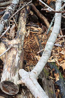 Rotting Log after Being Foraged by Pileated Woodpecker Here's what the woodpecker was pecking...

Habitat: Meadow/forest edge
https://www.jungledragon.com/image/114596/pileated_woodpecker_-_dryocopus_pileatus.html
https://www.jungledragon.com/image/114598/pileated_woodpecker_-_dryocopus_pileatus.html
https://www.jungledragon.com/image/114599/pileated_woodpecker_-_dryocopus_pileatus.html
https://vimeo.com/547621886 Geotagged,Spring,United States,log,signs of wildlife,woodpecker