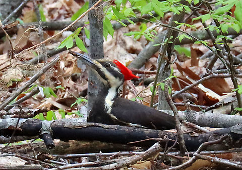 Pileated Woodpecker - Dryocopus pileatus This woodpecker landed near where I was sitting and I watched it for at least 15 minutes as it pecked at a fallen tree.

Habitat: Meadow/forest edge
https://www.jungledragon.com/image/114597/rotting_log_after_being_foraged_by_pileated_woodpecker.html
https://www.jungledragon.com/image/114596/pileated_woodpecker_-_dryocopus_pileatus.html
https://www.jungledragon.com/image/114598/pileated_woodpecker_-_dryocopus_pileatus.html
https://www.jungledragon.com/image/114599/pileated_woodpecker_-_dryocopus_pileatus.html
https://vimeo.com/547621886 Dryocopus pileatus,Geotagged,Pileated Woodpecker,Spring,United States