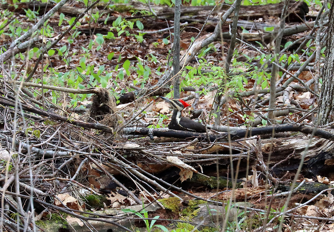 Pileated Woodpecker - Dryocopus pileatus This woodpecker landed near where I was sitting and I watched it for at least 15 minutes as it pecked at a fallen tree.<br />
<br />
Habitat: Meadow/forest edge<br />
<br />
<figure class="photo"><a href="https://www.jungledragon.com/image/114597/rotting_log_after_being_foraged_by_pileated_woodpecker.html" title="Rotting Log after Being Foraged by Pileated Woodpecker"><img src="https://s3.amazonaws.com/media.jungledragon.com/images/3232/114597_thumb.jpg?AWSAccessKeyId=05GMT0V3GWVNE7GGM1R2&Expires=1759968010&Signature=Mk11KW8g4fbO6DZsZzFmnIDD584%3D" width="102" height="152" alt="Rotting Log after Being Foraged by Pileated Woodpecker Here&#039;s what the woodpecker was pecking...<br />
<br />
Habitat: Meadow/forest edge<br />
https://www.jungledragon.com/image/114596/pileated_woodpecker_-_dryocopus_pileatus.html<br />
https://www.jungledragon.com/image/114598/pileated_woodpecker_-_dryocopus_pileatus.html<br />
https://www.jungledragon.com/image/114599/pileated_woodpecker_-_dryocopus_pileatus.html<br />
https://vimeo.com/547621886 Geotagged,Spring,United States,log,signs of wildlife,woodpecker" /></a></figure><br />
<figure class="photo"><a href="https://www.jungledragon.com/image/114596/pileated_woodpecker_-_dryocopus_pileatus.html" title="Pileated Woodpecker - Dryocopus pileatus"><img src="https://s3.amazonaws.com/media.jungledragon.com/images/3232/114596_thumb.jpg?AWSAccessKeyId=05GMT0V3GWVNE7GGM1R2&Expires=1759968010&Signature=mKe5J1XPbYG3hBXZ%2FTjS2BoNaXc%3D" width="200" height="152" alt="Pileated Woodpecker - Dryocopus pileatus This woodpecker landed near where I was sitting and I watched it for at least 15 minutes as it pecked at a fallen tree.<br />
<br />
Habitat: Meadow/forest edge<br />
https://www.jungledragon.com/image/114597/rotting_log_after_being_foraged_by_pileated_woodpecker.html<br />
https://www.jungledragon.com/image/114596/pileated_woodpecker_-_dryocopus_pileatus.html<br />
https://www.jungledragon.com/image/114598/pileated_woodpecker_-_dryocopus_pileatus.html<br />
https://www.jungledragon.com/image/114599/pileated_woodpecker_-_dryocopus_pileatus.html<br />
https://vimeo.com/547621886<br />
 Dryocopus,Dryocopus pileatus,Geotagged,Pileated Woodpecker,Spring,United States,woodpecker" /></a></figure><br />
<figure class="photo"><a href="https://www.jungledragon.com/image/114598/pileated_woodpecker_-_dryocopus_pileatus.html" title="Pileated Woodpecker - Dryocopus pileatus"><img src="https://s3.amazonaws.com/media.jungledragon.com/images/3232/114598_thumb.jpg?AWSAccessKeyId=05GMT0V3GWVNE7GGM1R2&Expires=1759968010&Signature=DZu7bReGKxbhGHUAe%2FRmpdbGBAU%3D" width="200" height="142" alt="Pileated Woodpecker - Dryocopus pileatus This woodpecker landed near where I was sitting and I watched it for at least 15 minutes as it pecked at a fallen tree.<br />
<br />
Habitat: Meadow/forest edge<br />
https://www.jungledragon.com/image/114597/rotting_log_after_being_foraged_by_pileated_woodpecker.html<br />
https://www.jungledragon.com/image/114596/pileated_woodpecker_-_dryocopus_pileatus.html<br />
https://www.jungledragon.com/image/114598/pileated_woodpecker_-_dryocopus_pileatus.html<br />
https://www.jungledragon.com/image/114599/pileated_woodpecker_-_dryocopus_pileatus.html<br />
https://vimeo.com/547621886 Dryocopus pileatus,Geotagged,Pileated Woodpecker,Spring,United States" /></a></figure><br />
<figure class="photo"><a href="https://www.jungledragon.com/image/114599/pileated_woodpecker_-_dryocopus_pileatus.html" title="Pileated Woodpecker - Dryocopus pileatus"><img src="https://s3.amazonaws.com/media.jungledragon.com/images/3232/114599_thumb.jpg?AWSAccessKeyId=05GMT0V3GWVNE7GGM1R2&Expires=1759968010&Signature=uClshS7ggiS8rDZ4UvlVnhHt0CA%3D" width="200" height="140" alt="Pileated Woodpecker - Dryocopus pileatus This woodpecker landed near where I was sitting and I watched it for at least 15 minutes as it pecked at a fallen tree.<br />
<br />
Habitat: Meadow/forest edge<br />
<br />
https://www.jungledragon.com/image/114597/rotting_log_after_being_foraged_by_pileated_woodpecker.html<br />
https://www.jungledragon.com/image/114596/pileated_woodpecker_-_dryocopus_pileatus.html<br />
https://www.jungledragon.com/image/114598/pileated_woodpecker_-_dryocopus_pileatus.html<br />
https://www.jungledragon.com/image/114599/pileated_woodpecker_-_dryocopus_pileatus.html<br />
https://vimeo.com/547621886 Dryocopus pileatus,Geotagged,Pileated Woodpecker,Spring,United States" /></a></figure><br />
<section class="video"><iframe width="448" height="252" src="https://player.vimeo.com/video/547621886?title=0&byline=0&portrait=0" frameborder="0"></iframe></section> Dryocopus pileatus,Geotagged,Pileated Woodpecker,Spring,United States