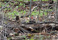 Pileated Woodpecker - Dryocopus pileatus This woodpecker landed near where I was sitting and I watched it for at least 15 minutes as it pecked at a fallen tree.<br />
<br />
Habitat: Meadow/forest edge<br />
<br />
https://www.jungledragon.com/image/114597/rotting_log_after_being_foraged_by_pileated_woodpecker.html<br />
https://www.jungledragon.com/image/114596/pileated_woodpecker_-_dryocopus_pileatus.html<br />
https://www.jungledragon.com/image/114598/pileated_woodpecker_-_dryocopus_pileatus.html<br />
https://www.jungledragon.com/image/114599/pileated_woodpecker_-_dryocopus_pileatus.html<br />
https://vimeo.com/547621886 Dryocopus pileatus,Geotagged,Pileated Woodpecker,Spring,United States