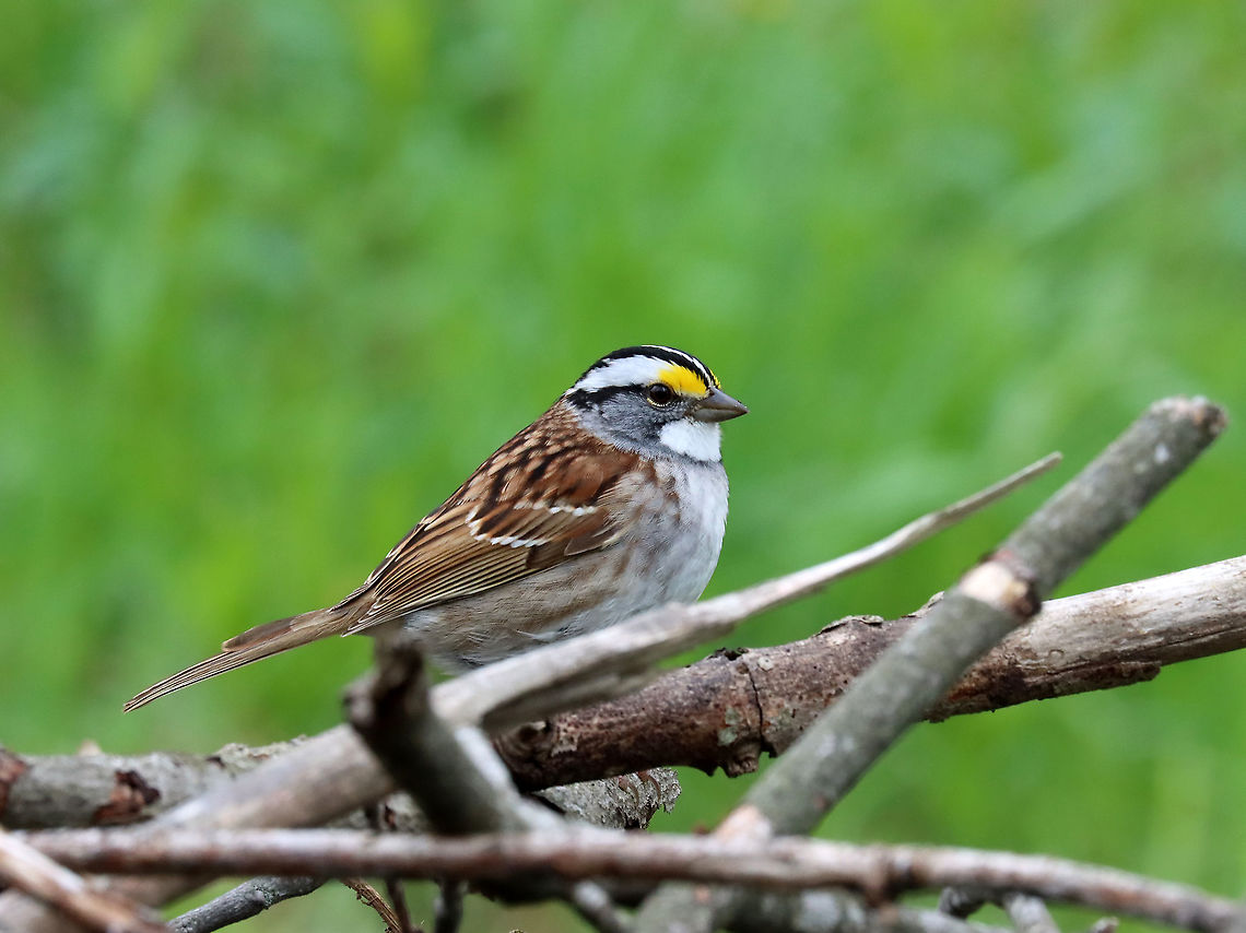 White-throated Sparrow - Zonotrichia albicollis This sparrow was perched on a small pile of sticks and brush. Every few minutes, it would hop inside the pile, grab something, and then come back out on top and eat whatever it had found inside. There was a red squirrel in an adjacent tree that was screaming at this bird. Eventually, the bird left and the squirrel came over and went inside the brush pile...I think it lived in there or at least stored food in there and that the sparrow was stealing from the squirrel&#039;s hoard.<br />
<br />
Habitat: Forest/meadow edge<br />
<figure class="photo"><a href="https://www.jungledragon.com/image/114604/white-throated_sparrow_-_zonotrichia_albicollis.html" title="White-throated Sparrow - Zonotrichia albicollis"><img src="https://s3.amazonaws.com/media.jungledragon.com/images/3232/114604_thumb.jpg?AWSAccessKeyId=05GMT0V3GWVNE7GGM1R2&Expires=1759968010&Signature=gBN4mi0P7KLDUHMl5EtMBGba0ow%3D" width="200" height="130" alt="White-throated Sparrow - Zonotrichia albicollis This sparrow was perched on a small pile of sticks and brush. Every few minutes, it would hop inside the pile, grab something, and then come back out on top and eat whatever it had found inside. There was a red squirrel in an adjacent tree that was screaming at this bird. Eventually, the bird left and the squirrel came over and went inside the brush pile...I think it lived in there or at least stored food in there and that the sparrow was stealing from the squirrel&#039;s hoard.<br />
<br />
*this photo shows it going inside the pile<br />
<br />
Habitat: Forest/meadow edge<br />
https://www.jungledragon.com/image/114603/white-throated_sparrow_-_zonotrichia_albicollis.html<br />
https://www.jungledragon.com/image/114605/red_squirrel_-_tamiasciurus_hudsonicus.html Geotagged,Spring,United States,White-throated sparrow,Zonotrichia albicollis" /></a></figure><br />
<br />
Here&#039;s the squirrel in its brush pile:<br />
<figure class="photo"><a href="https://www.jungledragon.com/image/114605/red_squirrel_-_tamiasciurus_hudsonicus.html" title="Red Squirrel - Tamiasciurus hudsonicus"><img src="https://s3.amazonaws.com/media.jungledragon.com/images/3232/114605_thumb.jpg?AWSAccessKeyId=05GMT0V3GWVNE7GGM1R2&Expires=1759968010&Signature=po3xB0U26ETjYu2bfZ4fstxq3NE%3D" width="200" height="156" alt="Red Squirrel - Tamiasciurus hudsonicus Here&#039;s the offended squirrel checking out the inside of its brush pile and assessing the damage incurred by the sparrow, I imagine.<br />
<br />
Habitat: Meadow/forest edge<br />
https://www.jungledragon.com/image/114606/red_squirrel_-_tamiasciurus_hudsonicus.html<br />
<br />
Here&rsquo;s the bird that raided the squirrel&rsquo;s stash:<br />
https://www.jungledragon.com/image/114603/white-throated_sparrow_-_zonotrichia_albicollis.html American red squirrel,Geotagged,Spring,Tamiasciurus,Tamiasciurus hudsonicus,United States,red squirrel,squirrel" /></a></figure> Geotagged,Spring,United States,White-throated sparrow,Zonotrichia,Zonotrichia albicollis,bird,sparrow