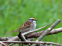 White-throated Sparrow - Zonotrichia albicollis This sparrow was perched on a small pile of sticks and brush. Every few minutes, it would hop inside the pile, grab something, and then come back out on top and eat whatever it had found inside. There was a red squirrel in an adjacent tree that was screaming at this bird. Eventually, the bird left and the squirrel came over and went inside the brush pile...I think it lived in there or at least stored food in there and that the sparrow was stealing from the squirrel's hoard.<br />
<br />
Habitat: Forest/meadow edge<br />
https://www.jungledragon.com/image/114604/white-throated_sparrow_-_zonotrichia_albicollis.html<br />
<br />
Here's the squirrel in its brush pile:<br />
https://www.jungledragon.com/image/114605/red_squirrel_-_tamiasciurus_hudsonicus.html Geotagged,Spring,United States,White-throated sparrow,Zonotrichia,Zonotrichia albicollis,bird,sparrow
