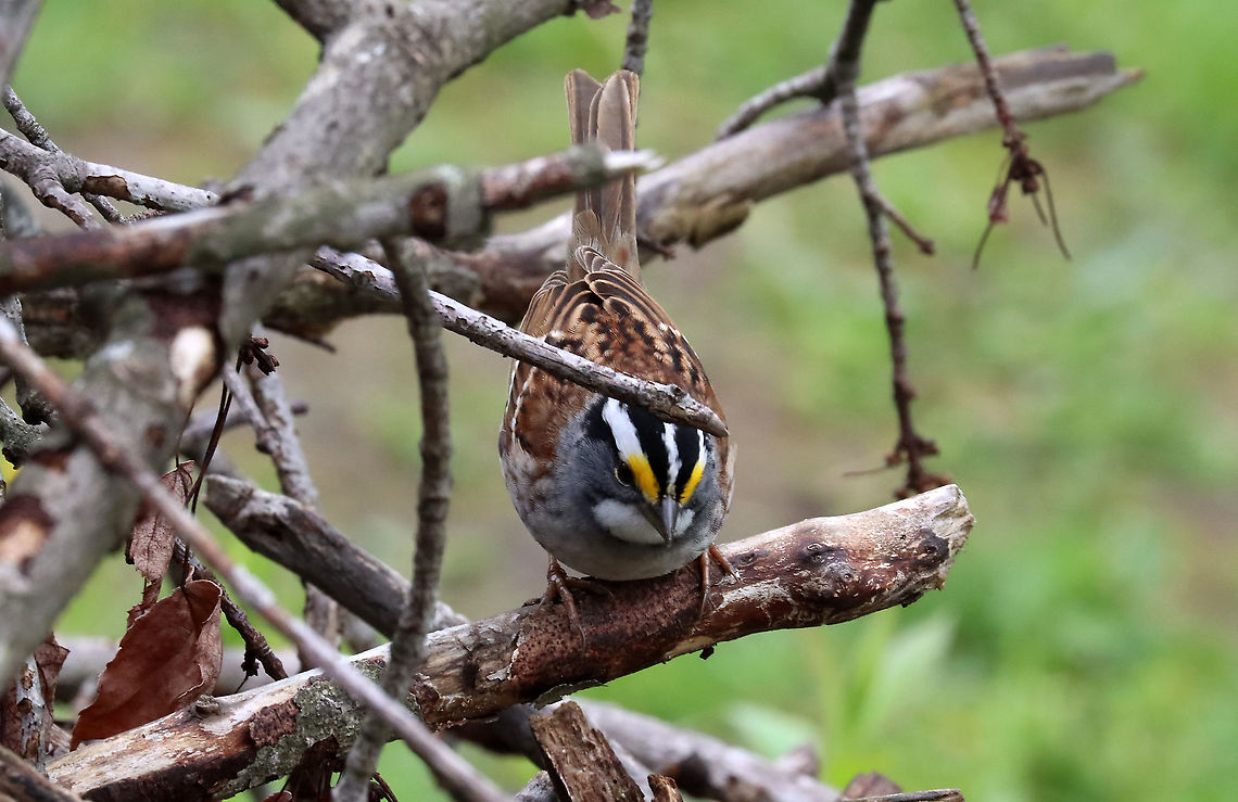 White-throated Sparrow - Zonotrichia albicollis This sparrow was perched on a small pile of sticks and brush. Every few minutes, it would hop inside the pile, grab something, and then come back out on top and eat whatever it had found inside. There was a red squirrel in an adjacent tree that was screaming at this bird. Eventually, the bird left and the squirrel came over and went inside the brush pile...I think it lived in there or at least stored food in there and that the sparrow was stealing from the squirrel's hoard.<br />
<br />
*this photo shows it going inside the pile<br />
<br />
Habitat: Forest/meadow edge<br />
<figure class="photo"><a href="https://www.jungledragon.com/image/114603/white-throated_sparrow_-_zonotrichia_albicollis.html" title="White-throated Sparrow - Zonotrichia albicollis"><img src="https://s3.amazonaws.com/media.jungledragon.com/images/3232/114603_thumb.jpg?AWSAccessKeyId=05GMT0V3GWVNE7GGM1R2&Expires=1770854410&Signature=xe2KnqowRZEUNo8rV4wQMDPCnf0%3D" width="200" height="150" alt="White-throated Sparrow - Zonotrichia albicollis This sparrow was perched on a small pile of sticks and brush. Every few minutes, it would hop inside the pile, grab something, and then come back out on top and eat whatever it had found inside. There was a red squirrel in an adjacent tree that was screaming at this bird. Eventually, the bird left and the squirrel came over and went inside the brush pile...I think it lived in there or at least stored food in there and that the sparrow was stealing from the squirrel's hoard.<br />
<br />
Habitat: Forest/meadow edge<br />
https://www.jungledragon.com/image/114604/white-throated_sparrow_-_zonotrichia_albicollis.html<br />
<br />
Here's the squirrel in its brush pile:<br />
https://www.jungledragon.com/image/114605/red_squirrel_-_tamiasciurus_hudsonicus.html Geotagged,Spring,United States,White-throated sparrow,Zonotrichia,Zonotrichia albicollis,bird,sparrow" /></a></figure><br />
<figure class="photo"><a href="https://www.jungledragon.com/image/114605/red_squirrel_-_tamiasciurus_hudsonicus.html" title="Red Squirrel - Tamiasciurus hudsonicus"><img src="https://s3.amazonaws.com/media.jungledragon.com/images/3232/114605_thumb.jpg?AWSAccessKeyId=05GMT0V3GWVNE7GGM1R2&Expires=1770854410&Signature=S29%2F0DGkK8Hx4XL7yqL6orLCIo8%3D" width="200" height="156" alt="Red Squirrel - Tamiasciurus hudsonicus Here's the offended squirrel checking out the inside of its brush pile and assessing the damage incurred by the sparrow, I imagine.<br />
<br />
Habitat: Meadow/forest edge<br />
https://www.jungledragon.com/image/114606/red_squirrel_-_tamiasciurus_hudsonicus.html<br />
<br />
Here&rsquo;s the bird that raided the squirrel&rsquo;s stash:<br />
https://www.jungledragon.com/image/114603/white-throated_sparrow_-_zonotrichia_albicollis.html American red squirrel,Geotagged,Spring,Tamiasciurus,Tamiasciurus hudsonicus,United States,red squirrel,squirrel" /></a></figure> Geotagged,Spring,United States,White-throated sparrow,Zonotrichia albicollis