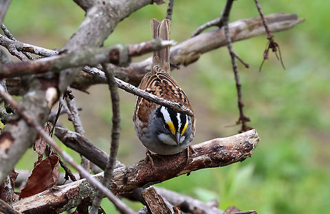 White-throated Sparrow - Zonotrichia albicollis This sparrow was perched on a small pile of sticks and brush. Every few minutes, it would hop inside the pile, grab something, and then come back out on top and eat whatever it had found inside. There was a red squirrel in an adjacent tree that was screaming at this bird. Eventually, the bird left and the squirrel came over and went inside the brush pile...I think it lived in there or at least stored food in there and that the sparrow was stealing from the squirrel's hoard.

*this photo shows it going inside the pile

Habitat: Forest/meadow edge
https://www.jungledragon.com/image/114603/white-throated_sparrow_-_zonotrichia_albicollis.html
https://www.jungledragon.com/image/114605/red_squirrel_-_tamiasciurus_hudsonicus.html Geotagged,Spring,United States,White-throated sparrow,Zonotrichia albicollis