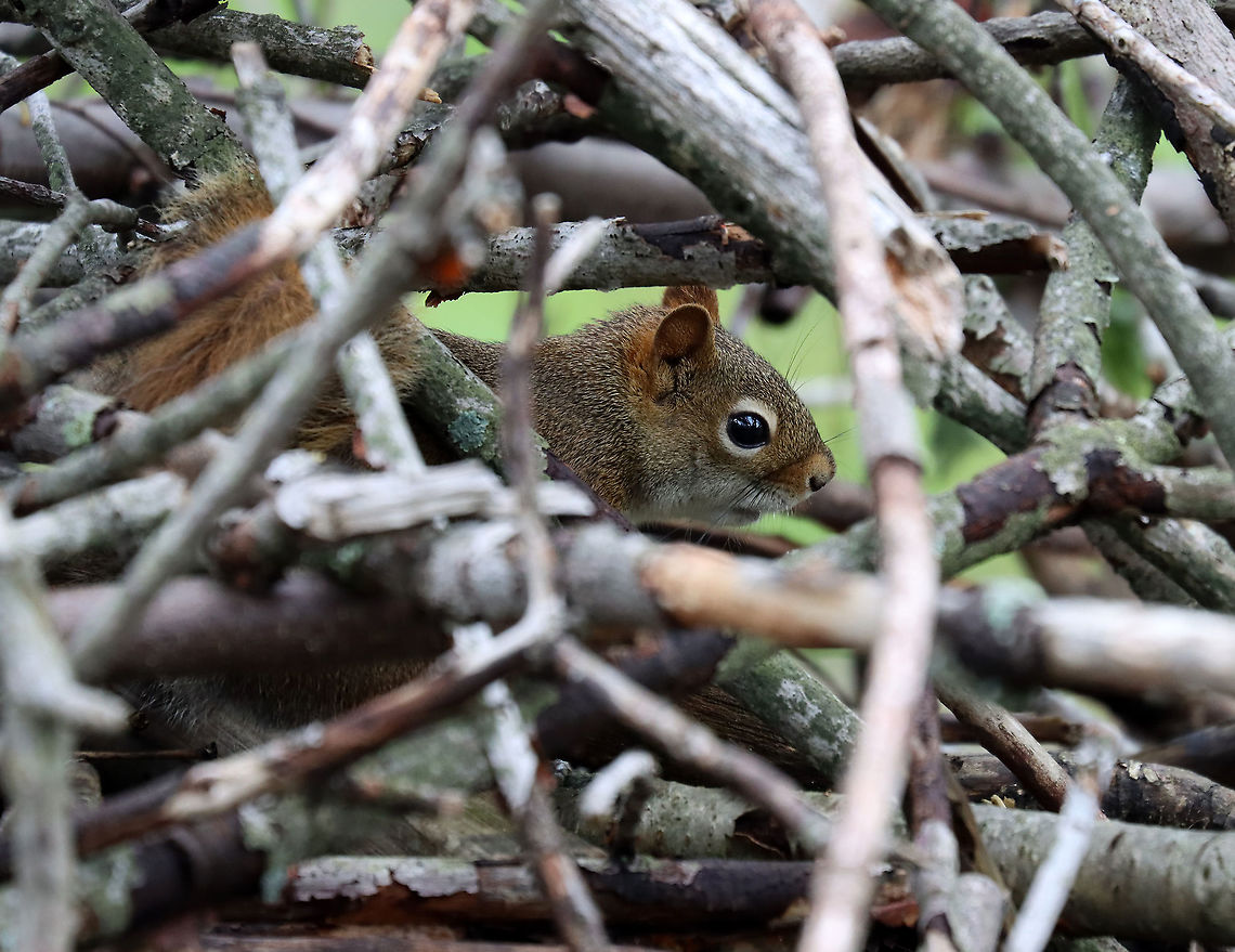Red Squirrel - Tamiasciurus hudsonicus Here&#039;s the offended squirrel checking out the inside of its brush pile and assessing the damage incurred by the sparrow, I imagine.<br />
<br />
Habitat: Meadow/forest edge<br />
<figure class="photo"><a href="https://www.jungledragon.com/image/114606/red_squirrel_-_tamiasciurus_hudsonicus.html" title="Red Squirrel - Tamiasciurus hudsonicus"><img src="https://s3.amazonaws.com/media.jungledragon.com/images/3232/114606_thumb.jpg?AWSAccessKeyId=05GMT0V3GWVNE7GGM1R2&Expires=1767225610&Signature=HJ5TU1nl1cKaqTLOXf9HuBbdh3g%3D" width="200" height="144" alt="Red Squirrel - Tamiasciurus hudsonicus Here&#039;s the offended squirrel checking out the inside of its brush pile and assessing the damage incurred by the sparrow, I imagine.<br />
<br />
Habitat: Meadow/forest edge<br />
https://www.jungledragon.com/image/114605/red_squirrel_-_tamiasciurus_hudsonicus.html American red squirrel,Geotagged,Spring,Tamiasciurus hudsonicus,United States" /></a></figure><br />
<br />
Here&rsquo;s the bird that raided the squirrel&rsquo;s stash:<br />
<figure class="photo"><a href="https://www.jungledragon.com/image/114603/white-throated_sparrow_-_zonotrichia_albicollis.html" title="White-throated Sparrow - Zonotrichia albicollis"><img src="https://s3.amazonaws.com/media.jungledragon.com/images/3232/114603_thumb.jpg?AWSAccessKeyId=05GMT0V3GWVNE7GGM1R2&Expires=1767225610&Signature=9aIyfO8dCr23D1r%2Fn5O4yUo6JPA%3D" width="200" height="150" alt="White-throated Sparrow - Zonotrichia albicollis This sparrow was perched on a small pile of sticks and brush. Every few minutes, it would hop inside the pile, grab something, and then come back out on top and eat whatever it had found inside. There was a red squirrel in an adjacent tree that was screaming at this bird. Eventually, the bird left and the squirrel came over and went inside the brush pile...I think it lived in there or at least stored food in there and that the sparrow was stealing from the squirrel&#039;s hoard.<br />
<br />
Habitat: Forest/meadow edge<br />
https://www.jungledragon.com/image/114604/white-throated_sparrow_-_zonotrichia_albicollis.html<br />
<br />
Here&#039;s the squirrel in its brush pile:<br />
https://www.jungledragon.com/image/114605/red_squirrel_-_tamiasciurus_hudsonicus.html Geotagged,Spring,United States,White-throated sparrow,Zonotrichia,Zonotrichia albicollis,bird,sparrow" /></a></figure> American red squirrel,Geotagged,Spring,Tamiasciurus,Tamiasciurus hudsonicus,United States,red squirrel,squirrel