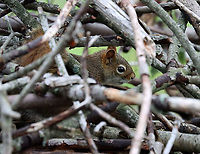 Red Squirrel - Tamiasciurus hudsonicus Here's the offended squirrel checking out the inside of its brush pile and assessing the damage incurred by the sparrow, I imagine.<br />
<br />
Habitat: Meadow/forest edge<br />
https://www.jungledragon.com/image/114606/red_squirrel_-_tamiasciurus_hudsonicus.html<br />
<br />
Here’s the bird that raided the squirrel’s stash:<br />
https://www.jungledragon.com/image/114603/white-throated_sparrow_-_zonotrichia_albicollis.html American red squirrel,Geotagged,Spring,Tamiasciurus,Tamiasciurus hudsonicus,United States,red squirrel,squirrel