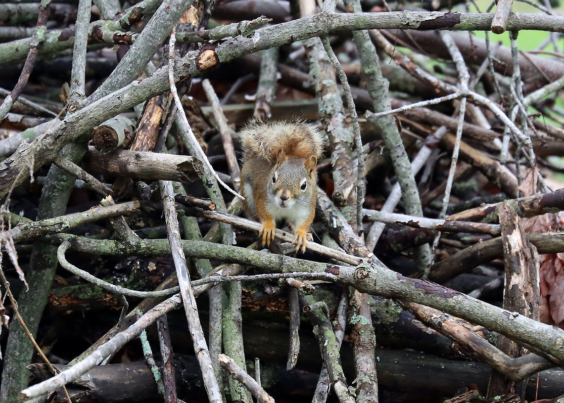 Red Squirrel - Tamiasciurus hudsonicus Here's the offended squirrel checking out the inside of its brush pile and assessing the damage incurred by the sparrow, I imagine.<br />
<br />
Habitat: Meadow/forest edge<br />
<figure class="photo"><a href="https://www.jungledragon.com/image/114605/red_squirrel_-_tamiasciurus_hudsonicus.html" title="Red Squirrel - Tamiasciurus hudsonicus"><img src="https://s3.amazonaws.com/media.jungledragon.com/images/3232/114605_thumb.jpg?AWSAccessKeyId=05GMT0V3GWVNE7GGM1R2&Expires=1770854410&Signature=S29%2F0DGkK8Hx4XL7yqL6orLCIo8%3D" width="200" height="156" alt="Red Squirrel - Tamiasciurus hudsonicus Here's the offended squirrel checking out the inside of its brush pile and assessing the damage incurred by the sparrow, I imagine.<br />
<br />
Habitat: Meadow/forest edge<br />
https://www.jungledragon.com/image/114606/red_squirrel_-_tamiasciurus_hudsonicus.html<br />
<br />
Here&rsquo;s the bird that raided the squirrel&rsquo;s stash:<br />
https://www.jungledragon.com/image/114603/white-throated_sparrow_-_zonotrichia_albicollis.html American red squirrel,Geotagged,Spring,Tamiasciurus,Tamiasciurus hudsonicus,United States,red squirrel,squirrel" /></a></figure> American red squirrel,Geotagged,Spring,Tamiasciurus hudsonicus,United States
