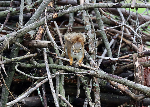 Red Squirrel - Tamiasciurus hudsonicus Here's the offended squirrel checking out the inside of its brush pile and assessing the damage incurred by the sparrow, I imagine.

Habitat: Meadow/forest edge
https://www.jungledragon.com/image/114605/red_squirrel_-_tamiasciurus_hudsonicus.html American red squirrel,Geotagged,Spring,Tamiasciurus hudsonicus,United States