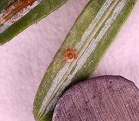 Shortneedle Conifer Scale - Dynaspidiotus tsugae This one had a hole in it. I'm not sure why -- maybe from the crawlers (first instar nymphs) escaping?<br />
<br />
I found these scales on eastern hemlock needles that were infested with hemlock woolly adelgids.<br />
<br />
Habitat: Mixed forest<br />
https://www.jungledragon.com/image/114640/shortneedle_conifer_scale_-_dynaspidiotus_tsugae.html<br />
<br />
Check out the tiny nymph in this video. I assume it's a scale nymph (crawler):<br />
https://vimeo.com/548074256 Dynaspidiotus tsugae,Geotagged,Shortneedle Conifer Scale,United States
