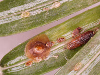 Shortneedle Conifer Scale - Dynaspidiotus tsugae The ID is for the large, circular scale with the light center.<br />
<br />
I found these scales on eastern hemlock needles that were infested with hemlock woolly adelgids.<br />
<br />
Habitat: Mixed forest<br />
https://www.jungledragon.com/image/114639/shortneedle_conifer_scale_-_dynaspidiotus_tsugae.html<br />
<br />
Check out the tiny nymph in this video. I assume it's a scale nymph (crawler):<br />
https://vimeo.com/548074256 Dynaspidiotus,Dynaspidiotus tsugae,Geotagged,Shortneedle Conifer Scale,United States,conifer scale,scale,scale insect,shortneedle evergreen scale