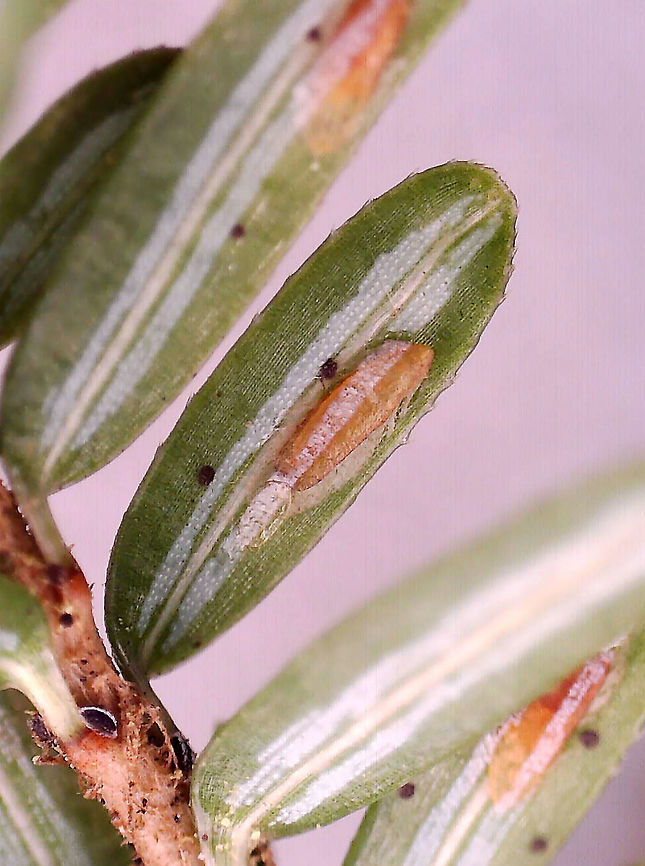 Elongate Hemlock Scale - Fiorinia externa Found on eastern hemlock needles along with Adelges tsugae and Dynaspidiotus tsugae.<br />
<br />
I kept samples and took these photos with a microscope.<br />
<figure class="photo"><a href="https://www.jungledragon.com/image/114643/elongate_hemlock_scale_-_fiorinia_externa.html" title="Elongate Hemlock Scale - Fiorinia externa"><img src="https://s3.amazonaws.com/media.jungledragon.com/images/3232/114643_thumb.jpg?AWSAccessKeyId=05GMT0V3GWVNE7GGM1R2&Expires=1767225610&Signature=%2B%2F8duDd8tOy2OqWnz%2B0lP13kD9k%3D" width="200" height="154" alt="Elongate Hemlock Scale - Fiorinia externa Found on eastern hemlock needles along with Adelges tsugae and Dynaspidiotus tsugae.<br />
<br />
I kept samples and took these photos with a microscope.<br />
https://www.jungledragon.com/image/114642/elongate_hemlock_scale_-_fiorinia_externa.html Elongate Hemlock Scale,Fiorinia externa,Geotagged,United States" /></a></figure> Elongate Hemlock Scale,Fiorinia,Fiorinia externa,Geotagged,United States,eastern hemlock scale,hemlock scale,scale,scale insect