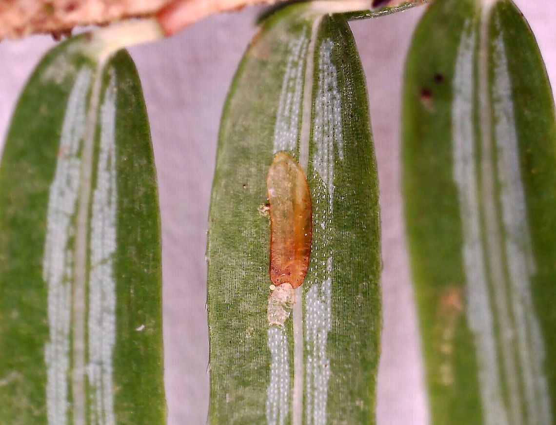 Elongate Hemlock Scale - Fiorinia externa Found on eastern hemlock needles along with Adelges tsugae and Dynaspidiotus tsugae.<br />
<br />
I kept samples and took these photos with a microscope.<br />
<figure class="photo"><a href="https://www.jungledragon.com/image/114642/elongate_hemlock_scale_-_fiorinia_externa.html" title="Elongate Hemlock Scale - Fiorinia externa"><img src="https://s3.amazonaws.com/media.jungledragon.com/images/3232/114642_thumb.jpg?AWSAccessKeyId=05GMT0V3GWVNE7GGM1R2&Expires=1759968010&Signature=x02lALD3hVx2dfljWExWCFm4MGI%3D" width="114" height="152" alt="Elongate Hemlock Scale - Fiorinia externa Found on eastern hemlock needles along with Adelges tsugae and Dynaspidiotus tsugae.<br />
<br />
I kept samples and took these photos with a microscope.<br />
https://www.jungledragon.com/image/114643/elongate_hemlock_scale_-_fiorinia_externa.html Elongate Hemlock Scale,Fiorinia,Fiorinia externa,Geotagged,United States,eastern hemlock scale,hemlock scale,scale,scale insect" /></a></figure> Elongate Hemlock Scale,Fiorinia externa,Geotagged,United States
