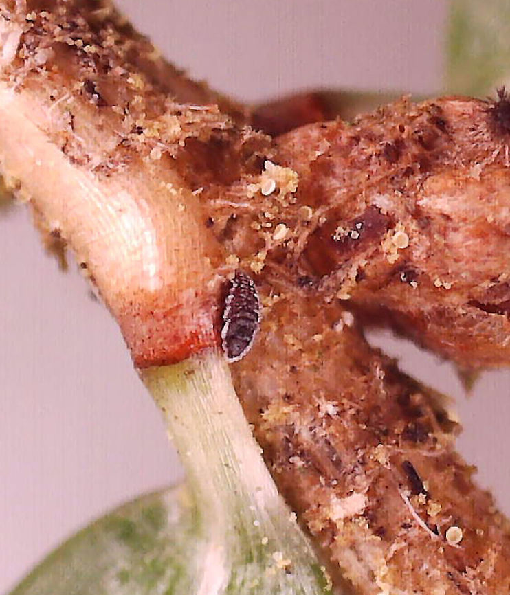 Hemlock Woolly Adelgids (HWA) - Adelges tsugae The little black speck is an adelgid.<br />
<br />
Habitat: Found on eastern hemlock (Tsuga canadensis); mixed forest<br />
<br />
<figure class="photo"><a href="https://www.jungledragon.com/image/114538/hemlock_woolly_adelgid_hwa_ovisacs_-_adelges_tsugae.html" title="Hemlock Woolly Adelgid (HWA) Ovisacs - Adelges tsugae"><img src="https://s3.amazonaws.com/media.jungledragon.com/images/3232/114538_thumb.jpg?AWSAccessKeyId=05GMT0V3GWVNE7GGM1R2&Expires=1759968010&Signature=Cf%2Fe1MaiCVMDAaVASohkxNEkwQg%3D" width="200" height="156" alt="Hemlock Woolly Adelgid (HWA) Ovisacs - Adelges tsugae The white fluffy things at the bases of these hemlock needles are HWA ovisacs. They make the woolly covering to protect themselves and their eggs. There are also some adults along the stem in this photo - they look like black specks outlined in white. I took some home and will get some photos of them under the microscope.<br />
<br />
HWAs are invasive insects that feed on hemlock trees, which causes the needles to desiccate and prevents the growth of buds. This prevents new growth and causes tree death within 5-10 years. <br />
<br />
Hemlocks are a keystone species. They provide shade, shelter for animals, they cool the streams that they grow over, help prevent erosion,  and they are a source of food. They are a vital part of the New England forest system. The HWA is a major threat to the health of the trees.<br />
<br />
Habitat: Eastern hemlock; Dense, mixed forest<br />
https://www.jungledragon.com/image/114644/hemlock_woolly_adelgids_hwa_-_adelges_tsugae.html<br />
https://www.jungledragon.com/image/114645/hemlock_woolly_adelgids_hwa_-_adelges_tsugae.html<br />
<br />
Video of a nymph (crawler):<br />
https://vimeo.com/547720248 Adelges,Adelges tsugae,Geotagged,HWA,Hemlock woolly adelgid,Spring,United States,adelgid,ovisac" /></a></figure><br />
<figure class="photo"><a href="https://www.jungledragon.com/image/114645/hemlock_woolly_adelgids_hwa_-_adelges_tsugae.html" title="Hemlock Woolly Adelgids (HWA) - Adelges tsugae"><img src="https://s3.amazonaws.com/media.jungledragon.com/images/3232/114645_thumb.jpg?AWSAccessKeyId=05GMT0V3GWVNE7GGM1R2&Expires=1759968010&Signature=pjXASXauqNb8nK6aLBkB3XCiH9Q%3D" width="200" height="150" alt="Hemlock Woolly Adelgids (HWA) - Adelges tsugae The little black specks are the adelgids.<br />
<br />
Habitat: Found on eastern hemlock (Tsuga canadensis); mixed forest<br />
<br />
https://www.jungledragon.com/image/114538/hemlock_woolly_adelgid_hwa_ovisacs_-_adelges_tsugae.html<br />
https://www.jungledragon.com/image/114644/hemlock_woolly_adelgids_hwa_-_adelges_tsugae.html<br />
<br />
Video of a nymph:<br />
https://vimeo.com/547720248 Adelges,Adelges tsugae,Geotagged,HWA,Hemlock woolly adelgid,United States,eastern hemlock,eastern hemlock pests" /></a></figure><br />
<br />
Video of a nymph:<br />
<section class="video"><iframe width="448" height="252" src="https://player.vimeo.com/video/547720248?title=0&byline=0&portrait=0" frameborder="0"></iframe></section> Adelges tsugae,Geotagged,Hemlock woolly adelgid,United States
