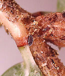 Hemlock Woolly Adelgids (HWA) - Adelges tsugae The little black speck is an adelgid.<br />
<br />
Habitat: Found on eastern hemlock (Tsuga canadensis); mixed forest<br />
<br />
https://www.jungledragon.com/image/114538/hemlock_woolly_adelgid_hwa_ovisacs_-_adelges_tsugae.html<br />
https://www.jungledragon.com/image/114645/hemlock_woolly_adelgids_hwa_-_adelges_tsugae.html<br />
<br />
Video of a nymph:<br />
https://vimeo.com/547720248 Adelges tsugae,Geotagged,Hemlock woolly adelgid,United States