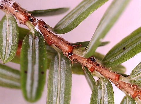 Hemlock Woolly Adelgids (HWA) - Adelges tsugae The little black specks are the adelgids.

Habitat: Found on eastern hemlock (Tsuga canadensis); mixed forest

https://www.jungledragon.com/image/114538/hemlock_woolly_adelgid_hwa_ovisacs_-_adelges_tsugae.html
https://www.jungledragon.com/image/114644/hemlock_woolly_adelgids_hwa_-_adelges_tsugae.html

Video of a nymph:
https://vimeo.com/547720248 Adelges,Adelges tsugae,Geotagged,HWA,Hemlock woolly adelgid,United States,eastern hemlock,eastern hemlock pests