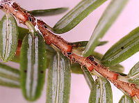 Hemlock Woolly Adelgids (HWA) - Adelges tsugae The little black specks are the adelgids.<br />
<br />
Habitat: Found on eastern hemlock (Tsuga canadensis); mixed forest<br />
<br />
https://www.jungledragon.com/image/114538/hemlock_woolly_adelgid_hwa_ovisacs_-_adelges_tsugae.html<br />
https://www.jungledragon.com/image/114644/hemlock_woolly_adelgids_hwa_-_adelges_tsugae.html<br />
<br />
Video of a nymph:<br />
https://vimeo.com/547720248 Adelges,Adelges tsugae,Geotagged,HWA,Hemlock woolly adelgid,United States,eastern hemlock,eastern hemlock pests