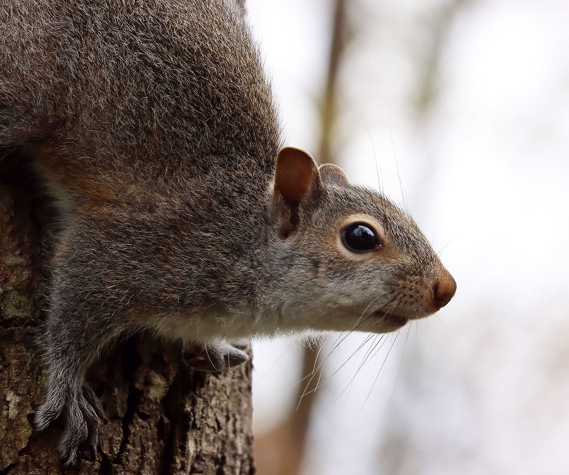 Eastern Gray Squirrel - Sciurus carolinensis This squirrel seemed to be begging. People feed the birds and squirrels/chipmunks in this area. It&#039;s either that, or it wanted to chew my face off. It was so pushy and bold.<br />
<br />
Habitat: Meadow/forest edge Eastern gray squirrel,Geotagged,Sciurus,Sciurus carolinensis,Spring,United States,gray squirrel,squirrel
