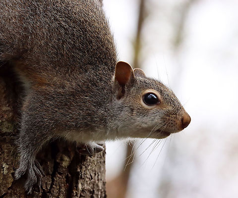Eastern Gray Squirrel - Sciurus carolinensis This squirrel seemed to be begging. People feed the birds and squirrels/chipmunks in this area. It's either that, or it wanted to chew my face off. It was so pushy and bold.

Habitat: Meadow/forest edge Eastern gray squirrel,Geotagged,Sciurus,Sciurus carolinensis,Spring,United States,gray squirrel,squirrel