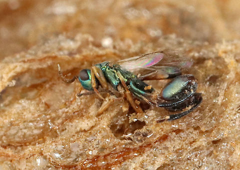 Parasitoid Wasp - Podagrion sp. I was given a praying mantis ootheca and told that it was not viable. I kept it in a vial and a month or so after receiving it, and then I noticed that the jar was full of mantis nymphs and tiny wasps. This is one of the wasps. It was difficult to get decent photos because they are so very tiny.

I know that the ootheca was collected in the US, but I am not sure where...yet.
https://www.jungledragon.com/image/114867/parasitoid_wasp_-_podagrion_sp.html
https://www.jungledragon.com/image/114872/parasitoid_wasp_-_podagrion_sp.html
https://www.jungledragon.com/image/114871/praying_mantis_egg_case_ootheca_parasitized_by_podagrion_sp._wasps.html
https://www.jungledragon.com/image/114868/parasitoid_wasp_-_podagrion_sp.html
https://www.jungledragon.com/image/114870/praying_mantis_egg_case_ootheca_parasitized_by_podagrion_sp._wasps.html Parasitoid wasp,Podagrion,wasp