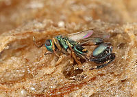 Parasitoid Wasp - Podagrion sp. I was given a praying mantis ootheca and told that it was not viable. I kept it in a vial and a month or so after receiving it, and then I noticed that the jar was full of mantis nymphs and tiny wasps. This is one of the wasps. It was difficult to get decent photos because they are so very tiny.<br />
<br />
I know that the ootheca was collected in the US, but I am not sure where...yet.<br />
https://www.jungledragon.com/image/114867/parasitoid_wasp_-_podagrion_sp.html<br />
https://www.jungledragon.com/image/114872/parasitoid_wasp_-_podagrion_sp.html<br />
https://www.jungledragon.com/image/114871/praying_mantis_egg_case_ootheca_parasitized_by_podagrion_sp._wasps.html<br />
https://www.jungledragon.com/image/114868/parasitoid_wasp_-_podagrion_sp.html<br />
https://www.jungledragon.com/image/114870/praying_mantis_egg_case_ootheca_parasitized_by_podagrion_sp._wasps.html Parasitoid wasp,Podagrion,wasp