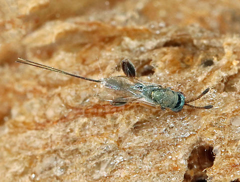 Parasitoid Wasp - Podagrion sp. I was given a praying mantis ootheca and told that it was not viable. I kept it in a vial and a month or so after receiving it, and then I noticed that the jar was full of mantis nymphs and tiny wasps. This is one of the wasps. It was difficult to get decent photos because they are so very tiny.

I know that the ootheca was collected in the US, but I am not sure where...yet.
https://www.jungledragon.com/image/114867/parasitoid_wasp_-_podagrion_sp.html
https://www.jungledragon.com/image/114872/parasitoid_wasp_-_podagrion_sp.html
https://www.jungledragon.com/image/114871/praying_mantis_egg_case_ootheca_parasitized_by_podagrion_sp._wasps.html
https://www.jungledragon.com/image/114868/parasitoid_wasp_-_podagrion_sp.html
https://www.jungledragon.com/image/114870/praying_mantis_egg_case_ootheca_parasitized_by_podagrion_sp._wasps.html Parasitoid wasp,Podagrion,wasp