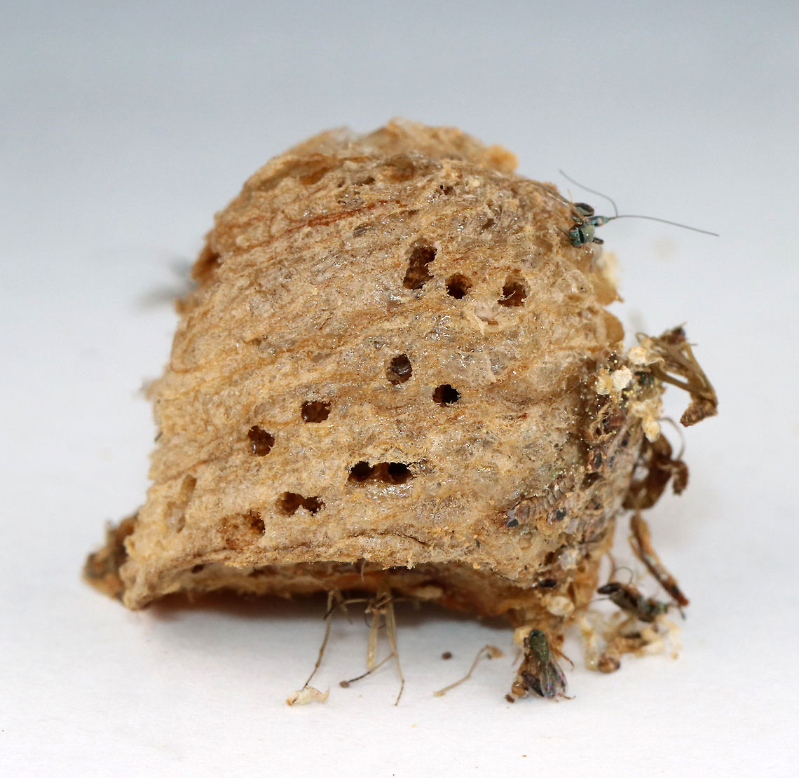 Praying Mantis Egg Case (Ootheca), Parasitized by Podagrion sp. Wasps I was given a praying mantis ootheca and told that it was not viable. I kept it in a vial and a month or so after receiving it, and then I noticed that the jar was full of mantis nymphs and tiny wasps.<br />
<br />
I know that the ootheca was collected in the US, but I am not sure where...yet.<br />
<figure class="photo"><a href="https://www.jungledragon.com/image/114867/parasitoid_wasp_-_podagrion_sp.html" title="Parasitoid Wasp - Podagrion sp."><img src="https://s3.amazonaws.com/media.jungledragon.com/images/3232/114867_thumb.jpg?AWSAccessKeyId=05GMT0V3GWVNE7GGM1R2&Expires=1759968010&Signature=teA7uis5RYuUeQfgeObBlTnsl%2BU%3D" width="200" height="142" alt="Parasitoid Wasp - Podagrion sp. I was given a praying mantis ootheca and told that it was not viable. I kept it in a vial and a month or so after receiving it, and then I noticed that the jar was full of mantis nymphs and tiny wasps. This is one of the wasps. It was difficult to get decent photos because they are so very tiny.<br />
<br />
I know that the ootheca was collected in the US, but I am not sure where...yet.<br />
https://www.jungledragon.com/image/114867/parasitoid_wasp_-_podagrion_sp.html<br />
https://www.jungledragon.com/image/114872/parasitoid_wasp_-_podagrion_sp.html<br />
https://www.jungledragon.com/image/114871/praying_mantis_egg_case_ootheca_parasitized_by_podagrion_sp._wasps.html<br />
https://www.jungledragon.com/image/114868/parasitoid_wasp_-_podagrion_sp.html<br />
https://www.jungledragon.com/image/114870/praying_mantis_egg_case_ootheca_parasitized_by_podagrion_sp._wasps.html Parasitoid wasp,Podagrion,wasp" /></a></figure><br />
<figure class="photo"><a href="https://www.jungledragon.com/image/114872/parasitoid_wasp_-_podagrion_sp.html" title="Parasitoid Wasp - Podagrion sp."><img src="https://s3.amazonaws.com/media.jungledragon.com/images/3232/114872_thumb.jpg?AWSAccessKeyId=05GMT0V3GWVNE7GGM1R2&Expires=1759968010&Signature=m0N5qDKwY5ui399cxrVv7DDdbUA%3D" width="200" height="130" alt="Parasitoid Wasp - Podagrion sp. I was given a praying mantis ootheca and told that it was not viable. I kept it in a vial and a month or so after receiving it, and then I noticed that the jar was full of mantis nymphs and tiny wasps. This is one of the wasps. It was difficult to get decent photos because they are so very tiny. <br />
<br />
I know that the ootheca was collected in the US, but I am not sure where...yet.<br />
https://www.jungledragon.com/image/114867/parasitoid_wasp_-_podagrion_sp.html<br />
https://www.jungledragon.com/image/114872/parasitoid_wasp_-_podagrion_sp.html<br />
https://www.jungledragon.com/image/114871/praying_mantis_egg_case_ootheca_parasitized_by_podagrion_sp._wasps.html<br />
https://www.jungledragon.com/image/114868/parasitoid_wasp_-_podagrion_sp.html<br />
https://www.jungledragon.com/image/114870/praying_mantis_egg_case_ootheca_parasitized_by_podagrion_sp._wasps.html Podagrion,parasitoid,parasitoid wasp,praying mantis parasitoid,praying mantis wasp,wasp" /></a></figure><br />
<figure class="photo"><a href="https://www.jungledragon.com/image/114871/praying_mantis_egg_case_ootheca_parasitized_by_podagrion_sp._wasps.html" title="Praying Mantis Egg Case (Ootheca), Parasitized by Podagrion sp. Wasps"><img src="https://s3.amazonaws.com/media.jungledragon.com/images/3232/114871_thumb.jpg?AWSAccessKeyId=05GMT0V3GWVNE7GGM1R2&Expires=1759968010&Signature=ZelhJ2zYh8w276qceNmeDLbcoEk%3D" width="138" height="152" alt="Praying Mantis Egg Case (Ootheca), Parasitized by Podagrion sp. Wasps I was given a praying mantis ootheca and told that it was not viable. I kept it in a vial and a month or so after receiving it, and then I noticed that the jar was full of mantis nymphs and tiny wasps. <br />
<br />
I know that the ootheca was collected in the US, but I am not sure where...yet.<br />
https://www.jungledragon.com/image/114867/parasitoid_wasp_-_podagrion_sp.html<br />
https://www.jungledragon.com/image/114872/parasitoid_wasp_-_podagrion_sp.html<br />
https://www.jungledragon.com/image/114871/praying_mantis_egg_case_ootheca_parasitized_by_podagrion_sp._wasps.html<br />
https://www.jungledragon.com/image/114868/parasitoid_wasp_-_podagrion_sp.html<br />
https://www.jungledragon.com/image/114870/praying_mantis_egg_case_ootheca_parasitized_by_podagrion_sp._wasps.html Mantidae,Parasitoid wasp,egg case,eggs,ootheca,praying mantis,praying mantis eggs" /></a></figure><br />
<figure class="photo"><a href="https://www.jungledragon.com/image/114868/parasitoid_wasp_-_podagrion_sp.html" title="Parasitoid Wasp - Podagrion sp."><img src="https://s3.amazonaws.com/media.jungledragon.com/images/3232/114868_thumb.jpg?AWSAccessKeyId=05GMT0V3GWVNE7GGM1R2&Expires=1759968010&Signature=R%2F3hU8lLAtEKV2blp1Vjl3oERe8%3D" width="200" height="152" alt="Parasitoid Wasp - Podagrion sp. I was given a praying mantis ootheca and told that it was not viable. I kept it in a vial and a month or so after receiving it, and then I noticed that the jar was full of mantis nymphs and tiny wasps. This is one of the wasps. It was difficult to get decent photos because they are so very tiny.<br />
<br />
I know that the ootheca was collected in the US, but I am not sure where...yet.<br />
https://www.jungledragon.com/image/114867/parasitoid_wasp_-_podagrion_sp.html<br />
https://www.jungledragon.com/image/114872/parasitoid_wasp_-_podagrion_sp.html<br />
https://www.jungledragon.com/image/114871/praying_mantis_egg_case_ootheca_parasitized_by_podagrion_sp._wasps.html<br />
https://www.jungledragon.com/image/114868/parasitoid_wasp_-_podagrion_sp.html<br />
https://www.jungledragon.com/image/114870/praying_mantis_egg_case_ootheca_parasitized_by_podagrion_sp._wasps.html Parasitoid wasp,Podagrion,wasp" /></a></figure><br />
<figure class="photo"><a href="https://www.jungledragon.com/image/114870/praying_mantis_egg_case_ootheca_parasitized_by_podagrion_sp._wasps.html" title="Praying Mantis Egg Case (Ootheca), Parasitized by Podagrion sp. Wasps"><img src="https://s3.amazonaws.com/media.jungledragon.com/images/3232/114870_thumb.jpg?AWSAccessKeyId=05GMT0V3GWVNE7GGM1R2&Expires=1759968010&Signature=KwLG086vB5zZGC9CJOPPqz7Fqy0%3D" width="200" height="196" alt="Praying Mantis Egg Case (Ootheca), Parasitized by Podagrion sp. Wasps I was given a praying mantis ootheca and told that it was not viable. I kept it in a vial and a month or so after receiving it, and then I noticed that the jar was full of mantis nymphs and tiny wasps.<br />
<br />
I know that the ootheca was collected in the US, but I am not sure where...yet.<br />
https://www.jungledragon.com/image/114867/parasitoid_wasp_-_podagrion_sp.html<br />
https://www.jungledragon.com/image/114872/parasitoid_wasp_-_podagrion_sp.html<br />
https://www.jungledragon.com/image/114871/praying_mantis_egg_case_ootheca_parasitized_by_podagrion_sp._wasps.html<br />
https://www.jungledragon.com/image/114868/parasitoid_wasp_-_podagrion_sp.html<br />
https://www.jungledragon.com/image/114870/praying_mantis_egg_case_ootheca_parasitized_by_podagrion_sp._wasps.html ootheca" /></a></figure> ootheca