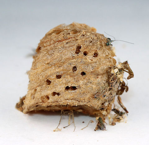 Praying Mantis Egg Case (Ootheca), Parasitized by Podagrion sp. Wasps I was given a praying mantis ootheca and told that it was not viable. I kept it in a vial and a month or so after receiving it, and then I noticed that the jar was full of mantis nymphs and tiny wasps.

I know that the ootheca was collected in the US, but I am not sure where...yet.
https://www.jungledragon.com/image/114867/parasitoid_wasp_-_podagrion_sp.html
https://www.jungledragon.com/image/114872/parasitoid_wasp_-_podagrion_sp.html
https://www.jungledragon.com/image/114871/praying_mantis_egg_case_ootheca_parasitized_by_podagrion_sp._wasps.html
https://www.jungledragon.com/image/114868/parasitoid_wasp_-_podagrion_sp.html
https://www.jungledragon.com/image/114870/praying_mantis_egg_case_ootheca_parasitized_by_podagrion_sp._wasps.html ootheca