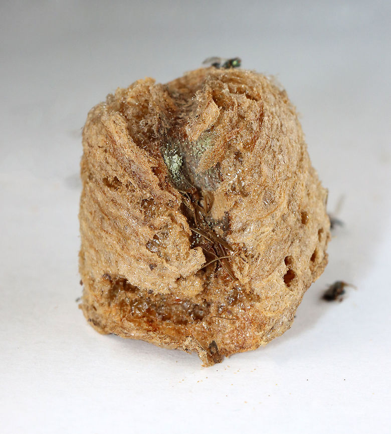 Praying Mantis Egg Case (Ootheca), Parasitized by Podagrion sp. Wasps I was given a praying mantis ootheca and told that it was not viable. I kept it in a vial and a month or so after receiving it, and then I noticed that the jar was full of mantis nymphs and tiny wasps. <br />
<br />
I know that the ootheca was collected in the US, but I am not sure where...yet.<br />
<figure class="photo"><a href="https://www.jungledragon.com/image/114867/parasitoid_wasp_-_podagrion_sp.html" title="Parasitoid Wasp - Podagrion sp."><img src="https://s3.amazonaws.com/media.jungledragon.com/images/3232/114867_thumb.jpg?AWSAccessKeyId=05GMT0V3GWVNE7GGM1R2&Expires=1767225610&Signature=Zb%2B0CBAU4kfcudMvBMeG7IQPWJo%3D" width="200" height="142" alt="Parasitoid Wasp - Podagrion sp. I was given a praying mantis ootheca and told that it was not viable. I kept it in a vial and a month or so after receiving it, and then I noticed that the jar was full of mantis nymphs and tiny wasps. This is one of the wasps. It was difficult to get decent photos because they are so very tiny.<br />
<br />
I know that the ootheca was collected in the US, but I am not sure where...yet.<br />
https://www.jungledragon.com/image/114867/parasitoid_wasp_-_podagrion_sp.html<br />
https://www.jungledragon.com/image/114872/parasitoid_wasp_-_podagrion_sp.html<br />
https://www.jungledragon.com/image/114871/praying_mantis_egg_case_ootheca_parasitized_by_podagrion_sp._wasps.html<br />
https://www.jungledragon.com/image/114868/parasitoid_wasp_-_podagrion_sp.html<br />
https://www.jungledragon.com/image/114870/praying_mantis_egg_case_ootheca_parasitized_by_podagrion_sp._wasps.html Parasitoid wasp,Podagrion,wasp" /></a></figure><br />
<figure class="photo"><a href="https://www.jungledragon.com/image/114872/parasitoid_wasp_-_podagrion_sp.html" title="Parasitoid Wasp - Podagrion sp."><img src="https://s3.amazonaws.com/media.jungledragon.com/images/3232/114872_thumb.jpg?AWSAccessKeyId=05GMT0V3GWVNE7GGM1R2&Expires=1767225610&Signature=o22Vg2gyJH5hpRKAzb%2B8plNbFpM%3D" width="200" height="130" alt="Parasitoid Wasp - Podagrion sp. I was given a praying mantis ootheca and told that it was not viable. I kept it in a vial and a month or so after receiving it, and then I noticed that the jar was full of mantis nymphs and tiny wasps. This is one of the wasps. It was difficult to get decent photos because they are so very tiny. <br />
<br />
I know that the ootheca was collected in the US, but I am not sure where...yet.<br />
https://www.jungledragon.com/image/114867/parasitoid_wasp_-_podagrion_sp.html<br />
https://www.jungledragon.com/image/114872/parasitoid_wasp_-_podagrion_sp.html<br />
https://www.jungledragon.com/image/114871/praying_mantis_egg_case_ootheca_parasitized_by_podagrion_sp._wasps.html<br />
https://www.jungledragon.com/image/114868/parasitoid_wasp_-_podagrion_sp.html<br />
https://www.jungledragon.com/image/114870/praying_mantis_egg_case_ootheca_parasitized_by_podagrion_sp._wasps.html Podagrion,parasitoid,parasitoid wasp,praying mantis parasitoid,praying mantis wasp,wasp" /></a></figure><br />
<figure class="photo"><a href="https://www.jungledragon.com/image/114871/praying_mantis_egg_case_ootheca_parasitized_by_podagrion_sp._wasps.html" title="Praying Mantis Egg Case (Ootheca), Parasitized by Podagrion sp. Wasps"><img src="https://s3.amazonaws.com/media.jungledragon.com/images/3232/114871_thumb.jpg?AWSAccessKeyId=05GMT0V3GWVNE7GGM1R2&Expires=1767225610&Signature=TZPDkqKxDPkP%2FK776lAjoMX4pAo%3D" width="138" height="152" alt="Praying Mantis Egg Case (Ootheca), Parasitized by Podagrion sp. Wasps I was given a praying mantis ootheca and told that it was not viable. I kept it in a vial and a month or so after receiving it, and then I noticed that the jar was full of mantis nymphs and tiny wasps. <br />
<br />
I know that the ootheca was collected in the US, but I am not sure where...yet.<br />
https://www.jungledragon.com/image/114867/parasitoid_wasp_-_podagrion_sp.html<br />
https://www.jungledragon.com/image/114872/parasitoid_wasp_-_podagrion_sp.html<br />
https://www.jungledragon.com/image/114871/praying_mantis_egg_case_ootheca_parasitized_by_podagrion_sp._wasps.html<br />
https://www.jungledragon.com/image/114868/parasitoid_wasp_-_podagrion_sp.html<br />
https://www.jungledragon.com/image/114870/praying_mantis_egg_case_ootheca_parasitized_by_podagrion_sp._wasps.html Mantidae,Parasitoid wasp,egg case,eggs,ootheca,praying mantis,praying mantis eggs" /></a></figure><br />
<figure class="photo"><a href="https://www.jungledragon.com/image/114868/parasitoid_wasp_-_podagrion_sp.html" title="Parasitoid Wasp - Podagrion sp."><img src="https://s3.amazonaws.com/media.jungledragon.com/images/3232/114868_thumb.jpg?AWSAccessKeyId=05GMT0V3GWVNE7GGM1R2&Expires=1767225610&Signature=E4uKQD%2B%2FayvEDXvev7%2FlLRkTgSQ%3D" width="200" height="152" alt="Parasitoid Wasp - Podagrion sp. I was given a praying mantis ootheca and told that it was not viable. I kept it in a vial and a month or so after receiving it, and then I noticed that the jar was full of mantis nymphs and tiny wasps. This is one of the wasps. It was difficult to get decent photos because they are so very tiny.<br />
<br />
I know that the ootheca was collected in the US, but I am not sure where...yet.<br />
https://www.jungledragon.com/image/114867/parasitoid_wasp_-_podagrion_sp.html<br />
https://www.jungledragon.com/image/114872/parasitoid_wasp_-_podagrion_sp.html<br />
https://www.jungledragon.com/image/114871/praying_mantis_egg_case_ootheca_parasitized_by_podagrion_sp._wasps.html<br />
https://www.jungledragon.com/image/114868/parasitoid_wasp_-_podagrion_sp.html<br />
https://www.jungledragon.com/image/114870/praying_mantis_egg_case_ootheca_parasitized_by_podagrion_sp._wasps.html Parasitoid wasp,Podagrion,wasp" /></a></figure><br />
<figure class="photo"><a href="https://www.jungledragon.com/image/114870/praying_mantis_egg_case_ootheca_parasitized_by_podagrion_sp._wasps.html" title="Praying Mantis Egg Case (Ootheca), Parasitized by Podagrion sp. Wasps"><img src="https://s3.amazonaws.com/media.jungledragon.com/images/3232/114870_thumb.jpg?AWSAccessKeyId=05GMT0V3GWVNE7GGM1R2&Expires=1767225610&Signature=80RwjEx9%2FH3nRqdD1L0YkJTRUGA%3D" width="200" height="196" alt="Praying Mantis Egg Case (Ootheca), Parasitized by Podagrion sp. Wasps I was given a praying mantis ootheca and told that it was not viable. I kept it in a vial and a month or so after receiving it, and then I noticed that the jar was full of mantis nymphs and tiny wasps.<br />
<br />
I know that the ootheca was collected in the US, but I am not sure where...yet.<br />
https://www.jungledragon.com/image/114867/parasitoid_wasp_-_podagrion_sp.html<br />
https://www.jungledragon.com/image/114872/parasitoid_wasp_-_podagrion_sp.html<br />
https://www.jungledragon.com/image/114871/praying_mantis_egg_case_ootheca_parasitized_by_podagrion_sp._wasps.html<br />
https://www.jungledragon.com/image/114868/parasitoid_wasp_-_podagrion_sp.html<br />
https://www.jungledragon.com/image/114870/praying_mantis_egg_case_ootheca_parasitized_by_podagrion_sp._wasps.html ootheca" /></a></figure> Mantidae,Parasitoid wasp,egg case,eggs,ootheca,praying mantis,praying mantis eggs