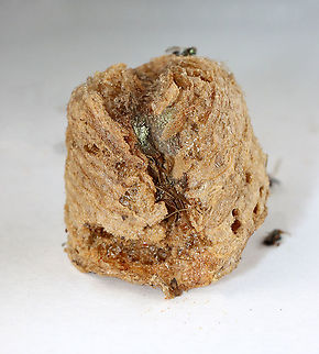 Praying Mantis Egg Case (Ootheca), Parasitized by Podagrion sp. Wasps I was given a praying mantis ootheca and told that it was not viable. I kept it in a vial and a month or so after receiving it, and then I noticed that the jar was full of mantis nymphs and tiny wasps. 

I know that the ootheca was collected in the US, but I am not sure where...yet.
https://www.jungledragon.com/image/114867/parasitoid_wasp_-_podagrion_sp.html
https://www.jungledragon.com/image/114872/parasitoid_wasp_-_podagrion_sp.html
https://www.jungledragon.com/image/114871/praying_mantis_egg_case_ootheca_parasitized_by_podagrion_sp._wasps.html
https://www.jungledragon.com/image/114868/parasitoid_wasp_-_podagrion_sp.html
https://www.jungledragon.com/image/114870/praying_mantis_egg_case_ootheca_parasitized_by_podagrion_sp._wasps.html Mantidae,Parasitoid wasp,egg case,eggs,ootheca,praying mantis,praying mantis eggs