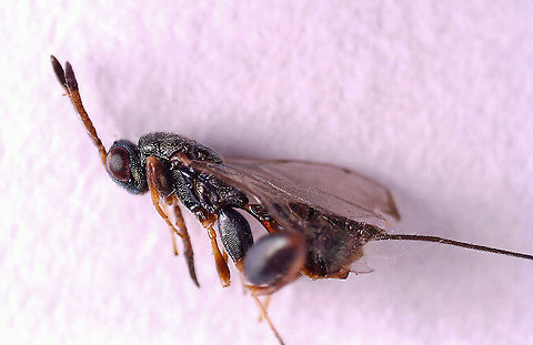 Parasitoid Wasp - Podagrion sp. I was given a praying mantis ootheca and told that it was not viable. I kept it in a vial and a month or so after receiving it, and then I noticed that the jar was full of mantis nymphs and tiny wasps. This is one of the wasps. It was difficult to get decent photos because they are so very tiny. 

I know that the ootheca was collected in the US, but I am not sure where...yet.
https://www.jungledragon.com/image/114867/parasitoid_wasp_-_podagrion_sp.html
https://www.jungledragon.com/image/114872/parasitoid_wasp_-_podagrion_sp.html
https://www.jungledragon.com/image/114871/praying_mantis_egg_case_ootheca_parasitized_by_podagrion_sp._wasps.html
https://www.jungledragon.com/image/114868/parasitoid_wasp_-_podagrion_sp.html
https://www.jungledragon.com/image/114870/praying_mantis_egg_case_ootheca_parasitized_by_podagrion_sp._wasps.html Podagrion,parasitoid,parasitoid wasp,praying mantis parasitoid,praying mantis wasp,wasp