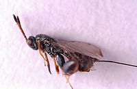 Parasitoid Wasp - Podagrion sp. I was given a praying mantis ootheca and told that it was not viable. I kept it in a vial and a month or so after receiving it, and then I noticed that the jar was full of mantis nymphs and tiny wasps. This is one of the wasps. It was difficult to get decent photos because they are so very tiny. <br />
<br />
I know that the ootheca was collected in the US, but I am not sure where...yet.<br />
https://www.jungledragon.com/image/114867/parasitoid_wasp_-_podagrion_sp.html<br />
https://www.jungledragon.com/image/114872/parasitoid_wasp_-_podagrion_sp.html<br />
https://www.jungledragon.com/image/114871/praying_mantis_egg_case_ootheca_parasitized_by_podagrion_sp._wasps.html<br />
https://www.jungledragon.com/image/114868/parasitoid_wasp_-_podagrion_sp.html<br />
https://www.jungledragon.com/image/114870/praying_mantis_egg_case_ootheca_parasitized_by_podagrion_sp._wasps.html Podagrion,parasitoid,parasitoid wasp,praying mantis parasitoid,praying mantis wasp,wasp