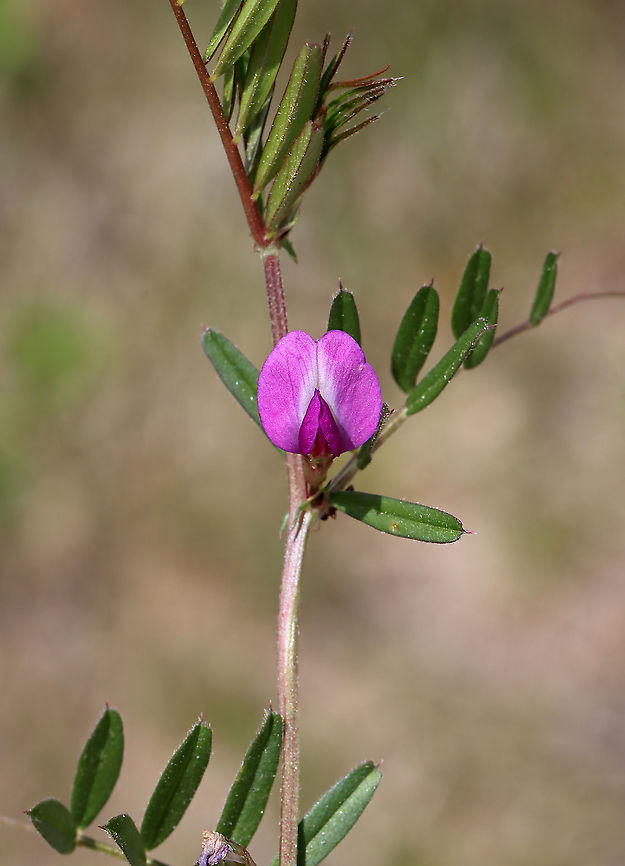 Common Vetch - Vicia sativa Habitat: Meadow<br />
<figure class="photo"><a href="https://www.jungledragon.com/image/114903/common_vetch_-_vicia_sativa.html" title="Common Vetch - Vicia sativa"><img src="https://s3.amazonaws.com/media.jungledragon.com/images/3232/114903_thumb.jpg?AWSAccessKeyId=05GMT0V3GWVNE7GGM1R2&Expires=1759968010&Signature=eovODJOeZSyohEXMCIIEaVpOKA4%3D" width="200" height="150" alt="Common Vetch - Vicia sativa Habitat: Meadow<br />
https://www.jungledragon.com/image/114901/common_vetch_-_vicia_sativa.html Common vetch,Geotagged,Spring,United States,Vicia sativa" /></a></figure> Common vetch,Geotagged,Spring,United States,Vicia,Vicia sativa,tare,vetch