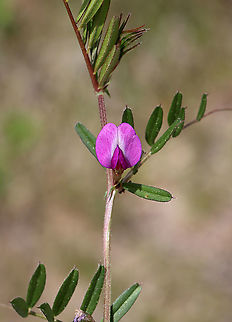 Common Vetch - Vicia sativa Habitat: Meadow
https://www.jungledragon.com/image/114903/common_vetch_-_vicia_sativa.html Common vetch,Geotagged,Spring,United States,Vicia,Vicia sativa,tare,vetch