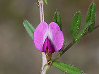 Common Vetch - Vicia sativa Habitat: Meadow<br />
https://www.jungledragon.com/image/114901/common_vetch_-_vicia_sativa.html Common vetch,Geotagged,Spring,United States,Vicia sativa