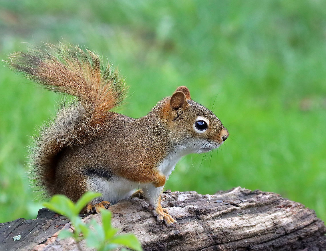 Red Squirrel - Tamiasciurus hudsonicus I love these cuties. They have so much spunk.<br />
<br />
Habitat: Meadow/forest edge<br />
<figure class="photo"><a href="https://www.jungledragon.com/image/114907/red_squirrel_-_tamiasciurus_hudsonicus.html" title="Red Squirrel - Tamiasciurus hudsonicus"><img src="https://s3.amazonaws.com/media.jungledragon.com/images/3232/114907_thumb.jpg?AWSAccessKeyId=05GMT0V3GWVNE7GGM1R2&Expires=1759968010&Signature=7aIjRCPmodbra2i76uCFbVTPlTA%3D" width="200" height="164" alt="Red Squirrel - Tamiasciurus hudsonicus This is the same squirrel as seen here:<br />
https://www.jungledragon.com/image/114906/red_squirrel_-_tamiasciurus_hudsonicus.html<br />
But, the weather was quickly changing and I had different camera settings... American red squirrel,Geotagged,Spring,Tamiasciurus,Tamiasciurus hudsonicus,United States,red squirrel,squirrel" /></a></figure> American red squirrel,Geotagged,Spring,Tamiasciurus,Tamiasciurus hudsonicus,United States,red squirrel,squirrel