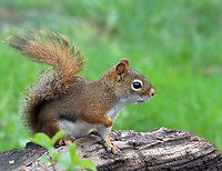 Red Squirrel - Tamiasciurus hudsonicus I love these cuties. They have so much spunk.<br />
<br />
Habitat: Meadow/forest edge<br />
https://www.jungledragon.com/image/114907/red_squirrel_-_tamiasciurus_hudsonicus.html American red squirrel,Geotagged,Spring,Tamiasciurus,Tamiasciurus hudsonicus,United States,red squirrel,squirrel