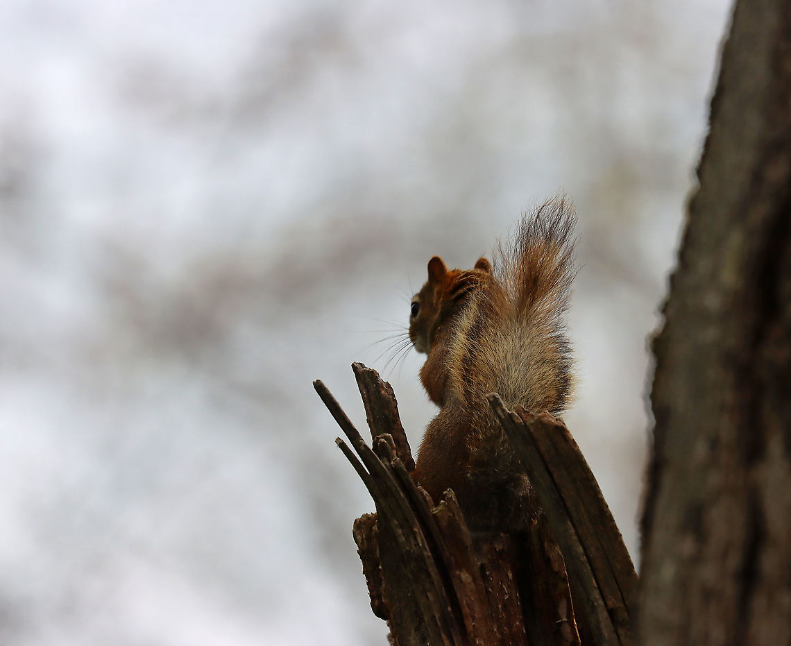 Red Squirrel - Tamiasciurus hudsonicus This is the same squirrel as seen here:<br />
<figure class="photo"><a href="https://www.jungledragon.com/image/114906/red_squirrel_-_tamiasciurus_hudsonicus.html" title="Red Squirrel - Tamiasciurus hudsonicus"><img src="https://s3.amazonaws.com/media.jungledragon.com/images/3232/114906_thumb.jpg?AWSAccessKeyId=05GMT0V3GWVNE7GGM1R2&Expires=1759968010&Signature=1ZyeYdUH3d73pJy1ps8It7Jpe3k%3D" width="200" height="156" alt="Red Squirrel - Tamiasciurus hudsonicus I love these cuties. They have so much spunk.<br />
<br />
Habitat: Meadow/forest edge<br />
https://www.jungledragon.com/image/114907/red_squirrel_-_tamiasciurus_hudsonicus.html American red squirrel,Geotagged,Spring,Tamiasciurus,Tamiasciurus hudsonicus,United States,red squirrel,squirrel" /></a></figure><br />
But, the weather was quickly changing and I had different camera settings... American red squirrel,Geotagged,Spring,Tamiasciurus,Tamiasciurus hudsonicus,United States,red squirrel,squirrel