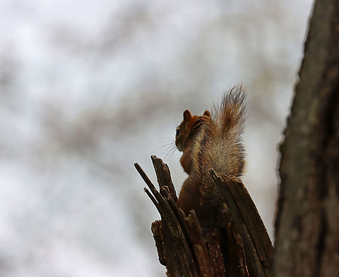 Red Squirrel - Tamiasciurus hudsonicus This is the same squirrel as seen here:
https://www.jungledragon.com/image/114906/red_squirrel_-_tamiasciurus_hudsonicus.html
But, the weather was quickly changing and I had different camera settings... American red squirrel,Geotagged,Spring,Tamiasciurus,Tamiasciurus hudsonicus,United States,red squirrel,squirrel