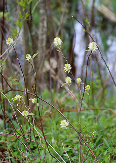 Witch Alder - Fothergilla sp. I have no clue which species this is: Fothergilla gardenii or Fothergilla major. It was about 3 feet tall and was growing in a thicket near the edge of a small pond.

Habitat: Meadow/forest edge
https://www.jungledragon.com/image/114909/witch_alder_-_fothergilla_sp.html Fothergilla,Geotagged,Spring,United States,witch alder
