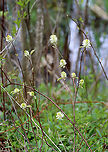 Witch Alder - Fothergilla sp. I have no clue which species this is: Fothergilla gardenii or Fothergilla major. It was about 3 feet tall and was growing in a thicket near the edge of a small pond.<br />
<br />
Habitat: Meadow/forest edge<br />
https://www.jungledragon.com/image/114909/witch_alder_-_fothergilla_sp.html Fothergilla,Geotagged,Spring,United States,witch alder