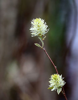 Witch Alder - Fothergilla sp. I have no clue which species this is: Fothergilla gardenii or Fothergilla major. It was about 3 feet tall and was growing in a thicket near the edge of a small pond.

Habitat: Meadow/forest edge
https://www.jungledragon.com/image/114908/witch_alder_-_fothergilla_sp.html Geotagged,Spring,United States