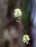 Witch Alder - Fothergilla sp. I have no clue which species this is: Fothergilla gardenii or Fothergilla major. It was about 3 feet tall and was growing in a thicket near the edge of a small pond.<br />
<br />
Habitat: Meadow/forest edge<br />
https://www.jungledragon.com/image/114908/witch_alder_-_fothergilla_sp.html Geotagged,Spring,United States